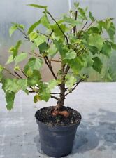 bonsai topf gebraucht kaufen  Gräfrath