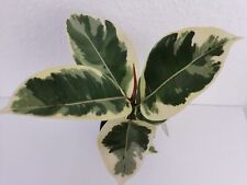 Heavenly hoya ficus gebraucht kaufen  Bad Bramstedt