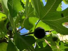 Black mission fig for sale  Irvine