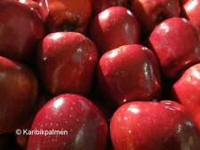 Apfelbaum red delicious gebraucht kaufen  Wuppertal