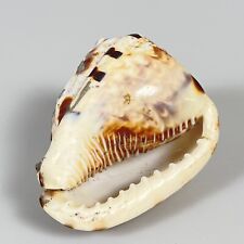 Conch shell tiger for sale  Westminster