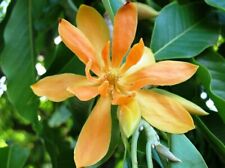 Magnolia champaca | Orquídea amarela | 5_sementes comprar usado  Enviando para Brazil