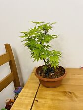 Japanese maple bonsai for sale  CASTLEFORD