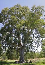 Semi eucalyptus camaldulensis usato  Staiti