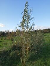 Hybrid willow cuttings for sale  Ireland