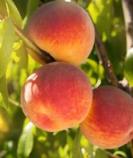 indian peach tree for sale  Mascoutah