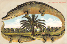 1909 alligator border for sale  Fair Haven