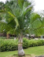 25 sementes de Ravenea rivularis, sementes de palma majestosa. Sementes de palma exóticas comprar usado  Enviando para Brazil
