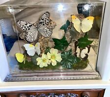 Butterfly specimens lucite for sale  Pittsburgh