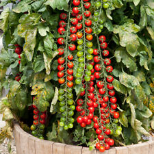 Cherry tomato rapunzel for sale  LLANDYSUL