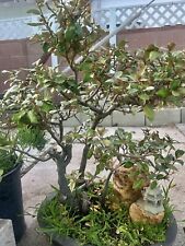 Silverberry bonsai tree for sale  Midway City