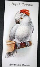 Rose crested cockatoo for sale  DERBY