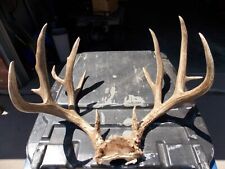 whitetail trophy buck for sale  Colwich
