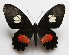 Butterfly female parides for sale  Shipping to Ireland