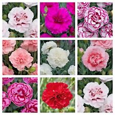 Dianthus garden pinks for sale  PRESTON