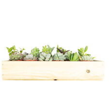 Organic Succulents Mini Mix - 30 Plants in Wooden Box-Succulents: height approx. 8 c myynnissä  Leverans till Finland