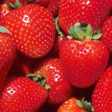 Strawberry marshmello fast for sale  UK