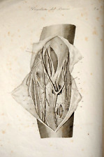 Velpeau atlante anatomia usato  Torino