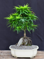 Bonsai japanese green for sale  Patchogue