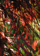 Acer palmatum dissectum usato  Napoli