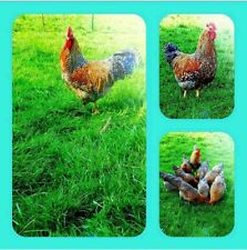 Hatching eggs bielefeld for sale  Shipping to Ireland