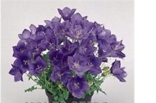 Campanula clips blue for sale  SWANLEY