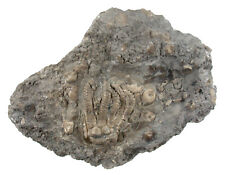 Triassic encrinus liliiformis for sale  Shipping to United Kingdom