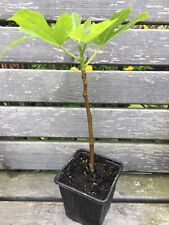Dotatto fig tree for sale  BELPER