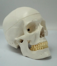 Human skull schädel gebraucht kaufen  Rheindahlen