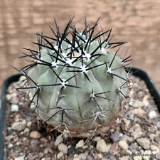 D3264 copiapoa cinerea d'occasion  Expédié en Belgium