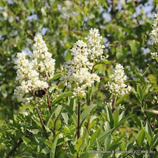 Ligustrum vulgare 90cm for sale  KIDLINGTON