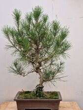 Black pine bonsai for sale  EPSOM