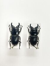 Entomology Taxidermy: Aegus Ssp, 2pcs A1, Philippines for sale  Shipping to South Africa
