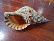 Vintage charonia tritonis for sale  BOOTLE