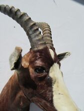 Blessbock buntbock antilope gebraucht kaufen  Pfronten
