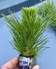 Japanese black pine for sale  Oxford