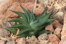 Used, 1 PLANT by Haworthia limifolia var. limifolia CACTUS for sale  Shipping to South Africa