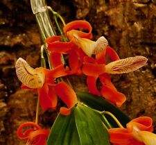 Dendrobium species perfect usato  Spedire a Italy