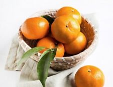 sweet oranges for sale  Winter Park