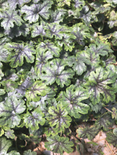 3 Green Spice Heuchera, in 3.5 inch pots, one plant per pot, Coral Bells, used for sale  Shipping to South Africa
