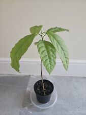 Avocado tropical indoor for sale  LEICESTER