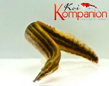 Fireeel freshwater fish for sale  Ruskin