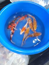 Live imported koi for sale  Boonton