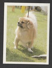 Dogs - Spanish Trade Trading card circa 1985 #181 Tibetan Terrier dog for sale  WREXHAM