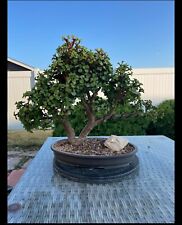 Jade bonsai tree for sale  Milton