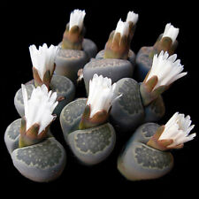 Lithops salicola rare for sale  Shipping to Ireland