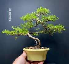Bonsai tree chinese for sale  Richmond
