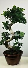 Bonsai ficus ginseng usato  Mascali