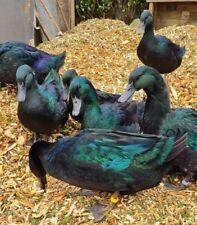 6 QUALITY PURE CAYUGA FERTILE DUCK HATCHING EGGS for sale  GOODWICK
