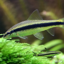 Siamese chinese loach for sale  UK